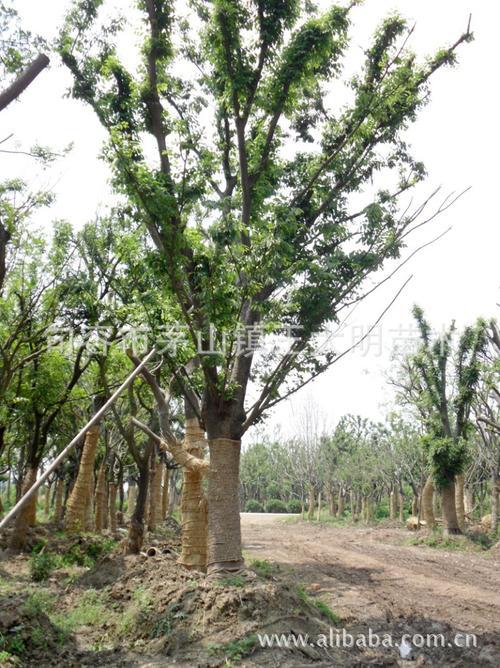原料辅料,初加工材料 农产品 绿化苗木 乔木 厂家批发 大量供应榉树