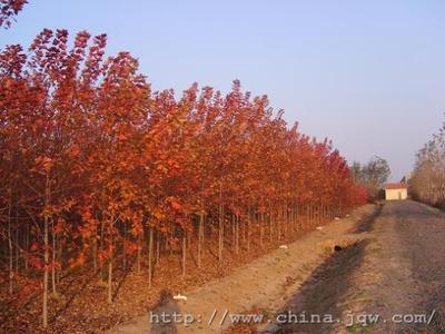 红冠红枫小苗报价 济宁红冠红枫小苗 邳州玉田银杏基地